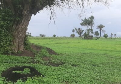 La Casamance Au Sénégal : Voyage Au Cœur Du Grenier Fertile