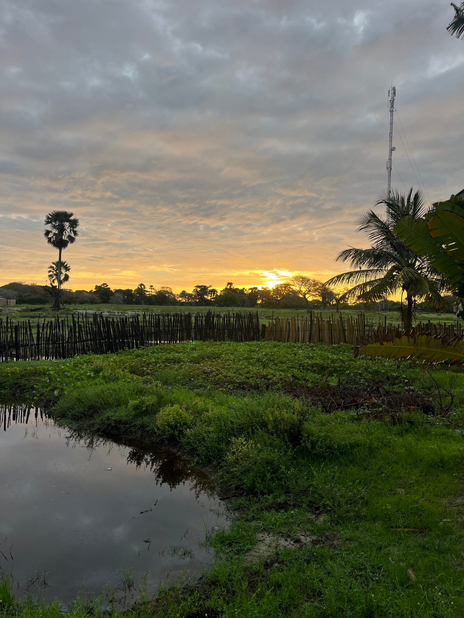 Déjeuner thiéboudienne chez habitant Casamance